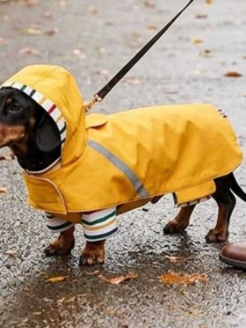 HBC Stripes Vibrant Yellow Waterproof Hooded Dog Raincoat - Size S/P